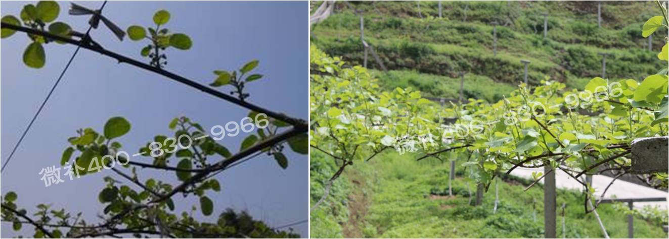 獼猴桃萌芽期如何施肥，才能促進(jìn)萌芽齊、萌芽壯？