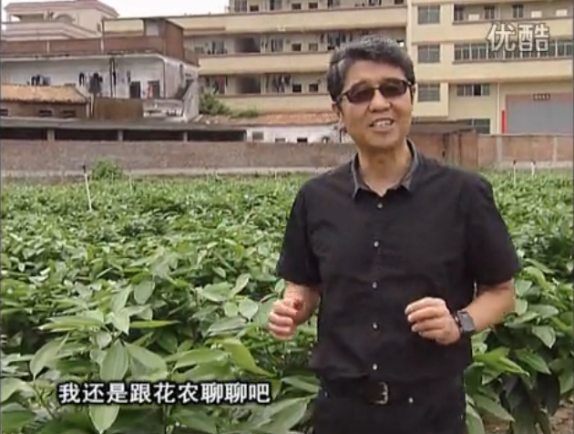 20160606珠江臺搖錢樹：觀葉植物用微補方案，壯根提長、保葉抗病好！