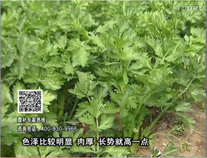 20170109珠江臺搖錢樹：葉菜如何種？長勢好又高產！