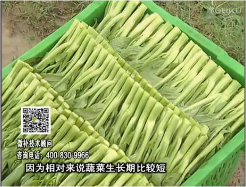 20170306珠江臺搖錢樹：蔬菜澆施微補根力鈣+精力，提高蔬菜長勢，減少病害，提高收益